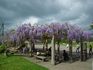 公園広場の藤棚が満開です♪