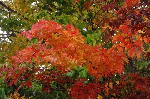 雨の紅葉②.JPG