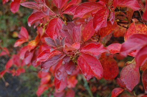 雨の紅葉③.JPG