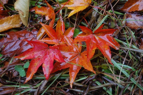 雨の紅葉④.JPG