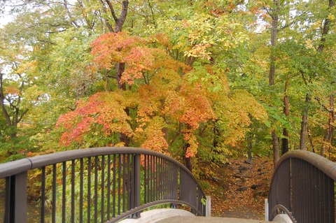 雨の紅葉⑤.JPG