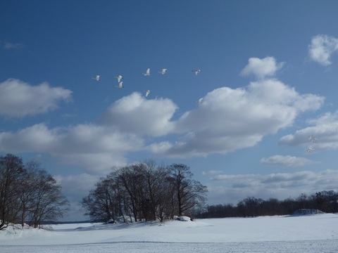 白鳥と駒ヶ岳003.JPG