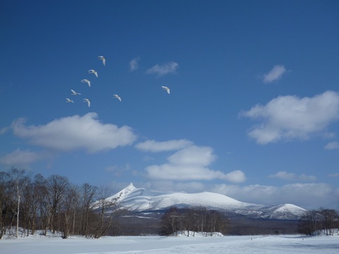 白鳥と駒ヶ岳004.JPG