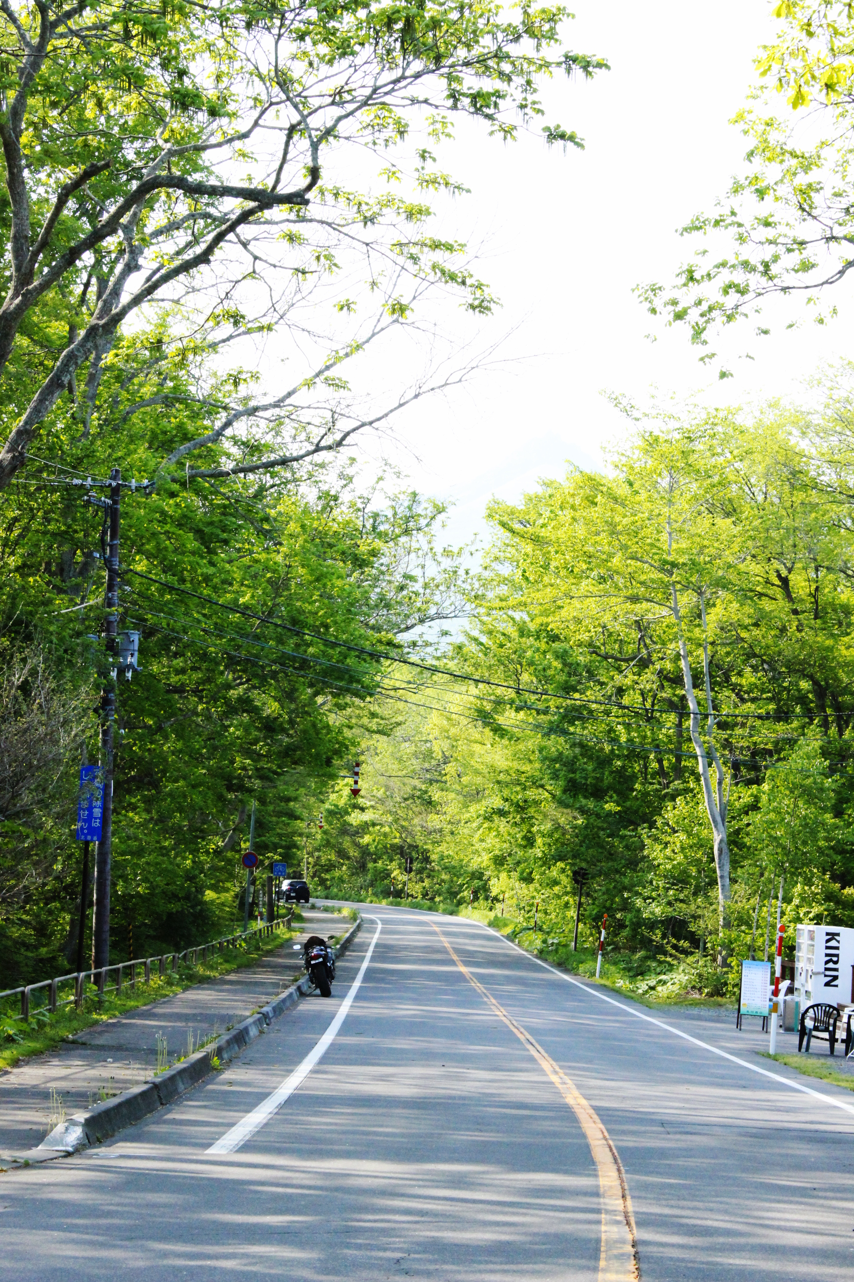 新緑遊歩道 (29).JPG