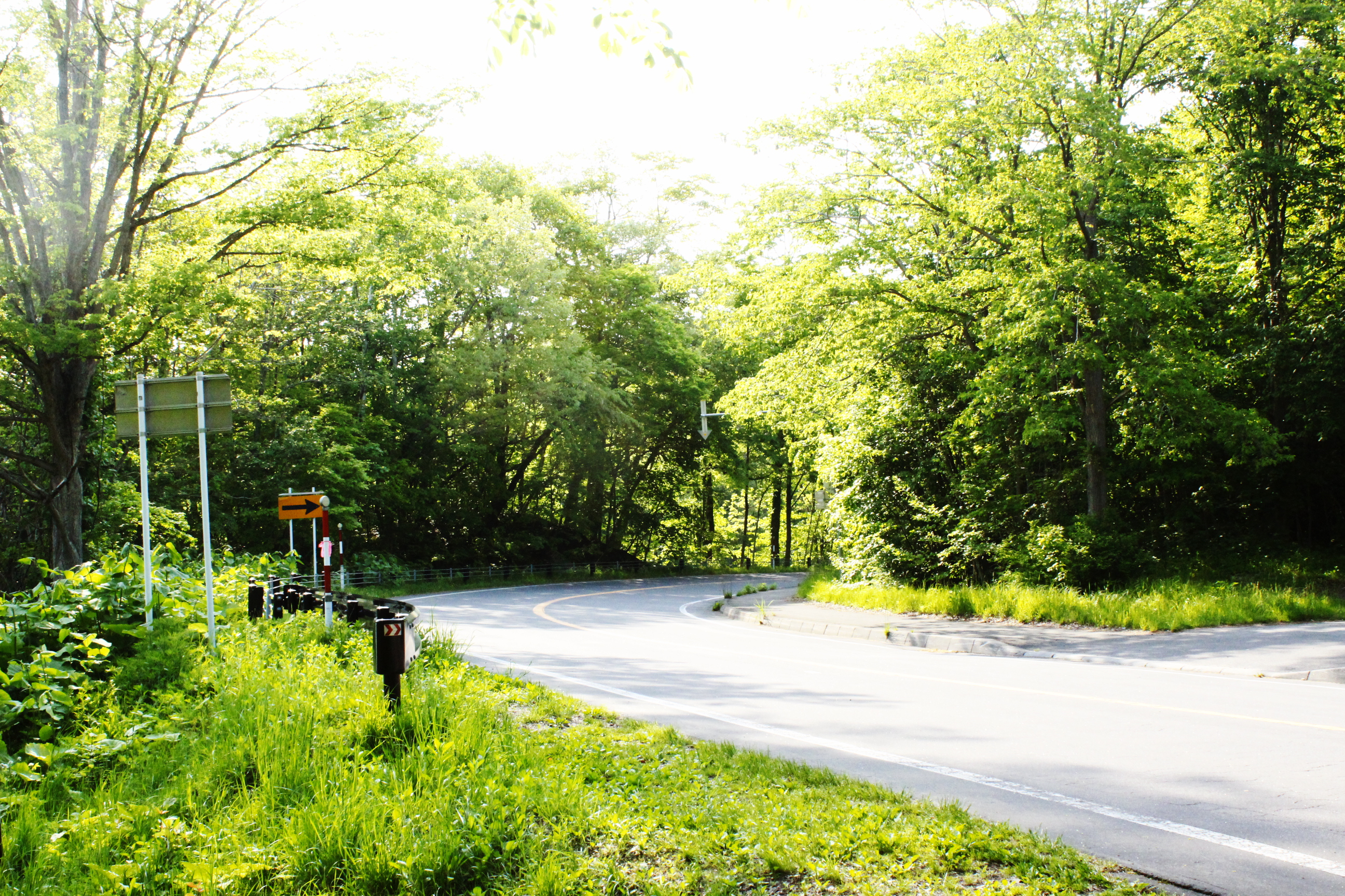 新緑遊歩道 (43).JPG