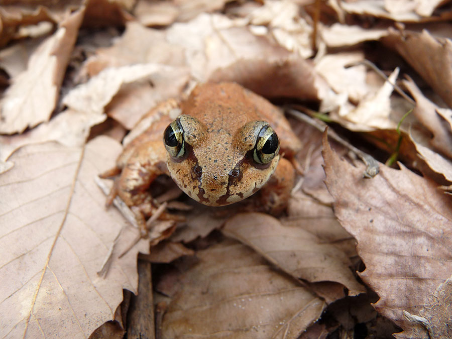 http://www.onuma-guide.com/natureblog01/P1060817.jpg