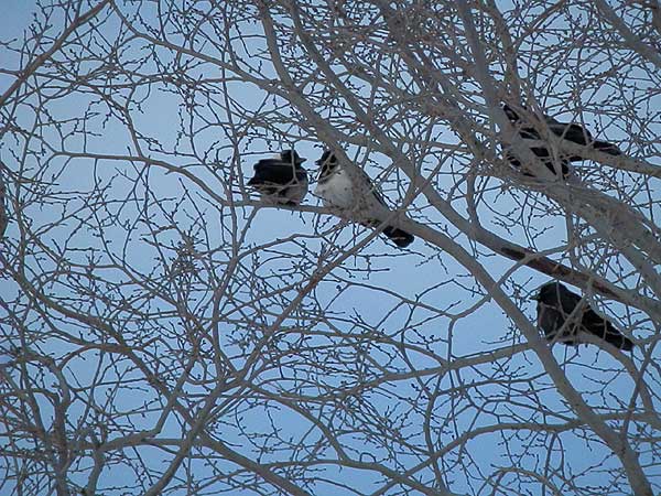 http://www.onuma-guide.com/natureblog01/PC090045.jpg