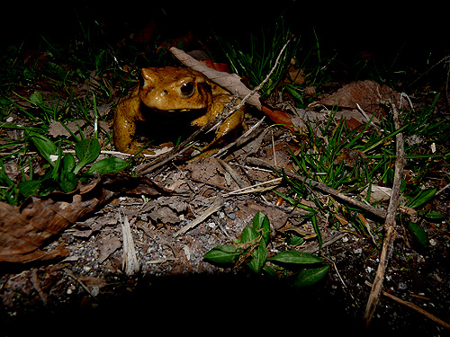 http://www.onuma-guide.com/natureblog01/azuma.jpg