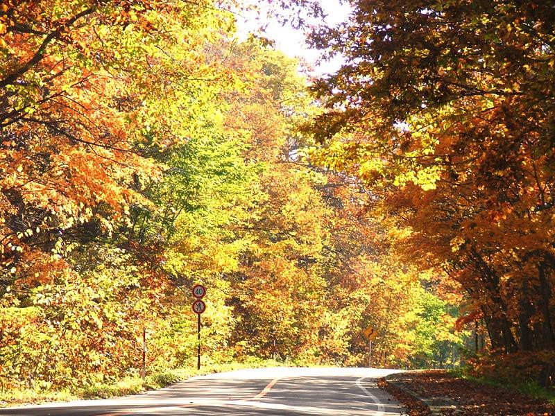 大沼湖畔の紅葉トンネル