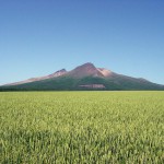 麦畑と駒ケ岳