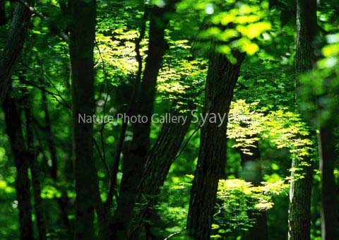 まるごと大沼写真１のコピー.jpg