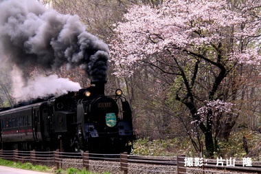 5月84「桜も歓迎」.JPG