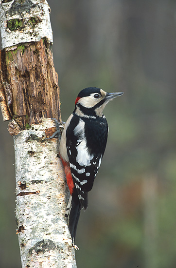 Dendrocopos_major_3_(Marek_Szczepanek).jpg