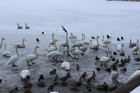 2013.1.4白鳥①.JPG