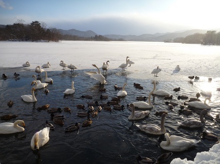 2013.1.4白鳥②.JPG