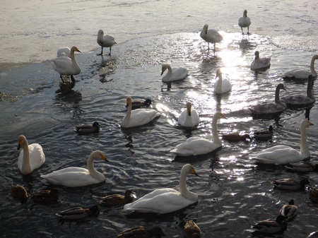 2013.1.4白鳥③.JPG