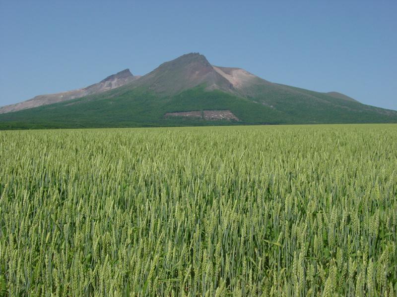 麦畑と駒ヶ岳