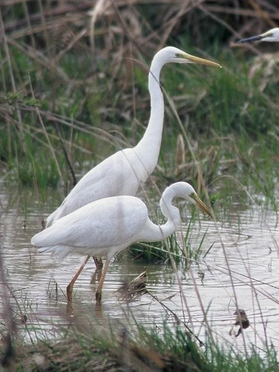 チュウサギ 中鷺 大沼国定公園ガイド まるごと大沼