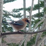 森の野鳥観察スポット