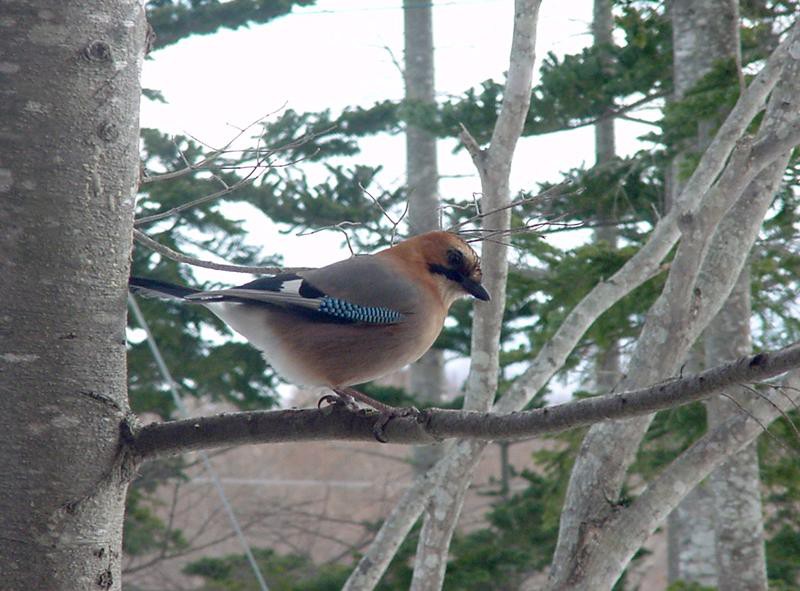 森の野鳥観察スポット