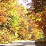 大沼湖畔の紅葉トンネル