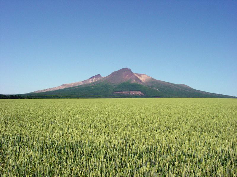 麦畑と駒ケ岳