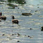 浮島・野鳥スポット