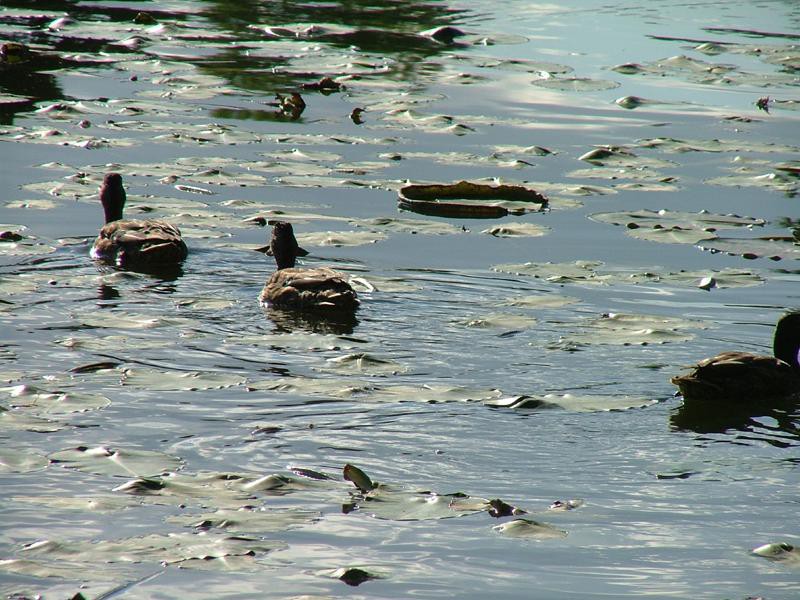 浮島・野鳥スポット