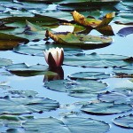 夏場に咲くスイレンの花