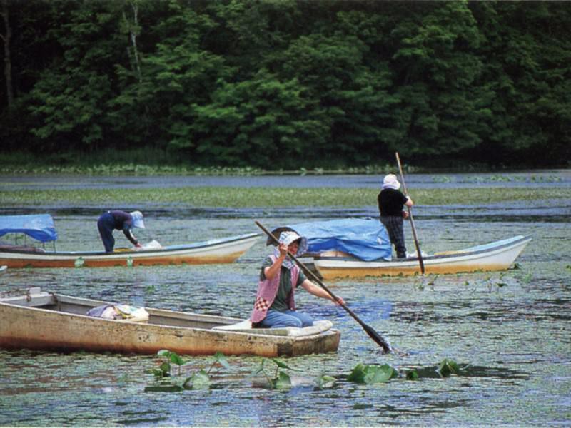 蓴菜漁のシーズン