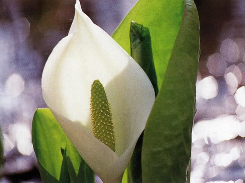 水芭蕉の群生地