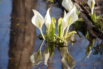 大沼の春 水芭蕉