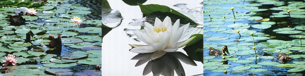 写真：左からエゾヒツジグサ・エゾヒツジグサの花・コウホネ
