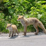 キタキツネの親子