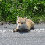 キタキツネの子供