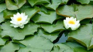 エゾノヒツジグサ | 大沼国定公園ガイド まるごと大沼