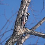 オオアカゲラ　（大赤啄木鳥）