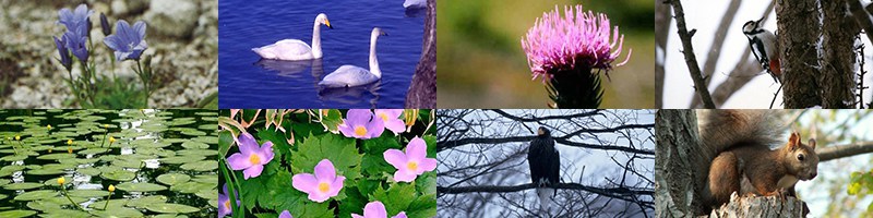 大沼動植物ライブラリ